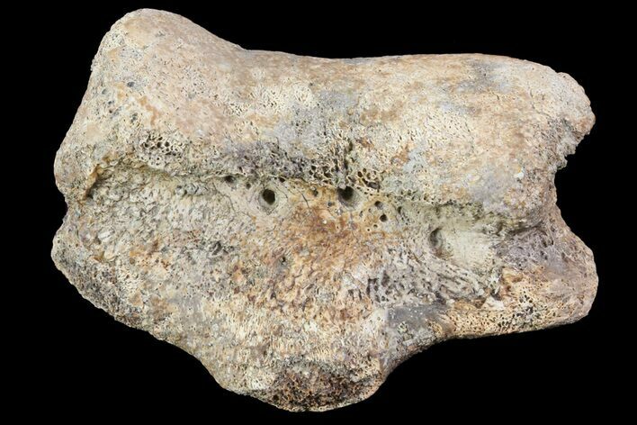 Ceratopsian Dinosaur Toe Bone - Alberta (Disposition #-) #71699